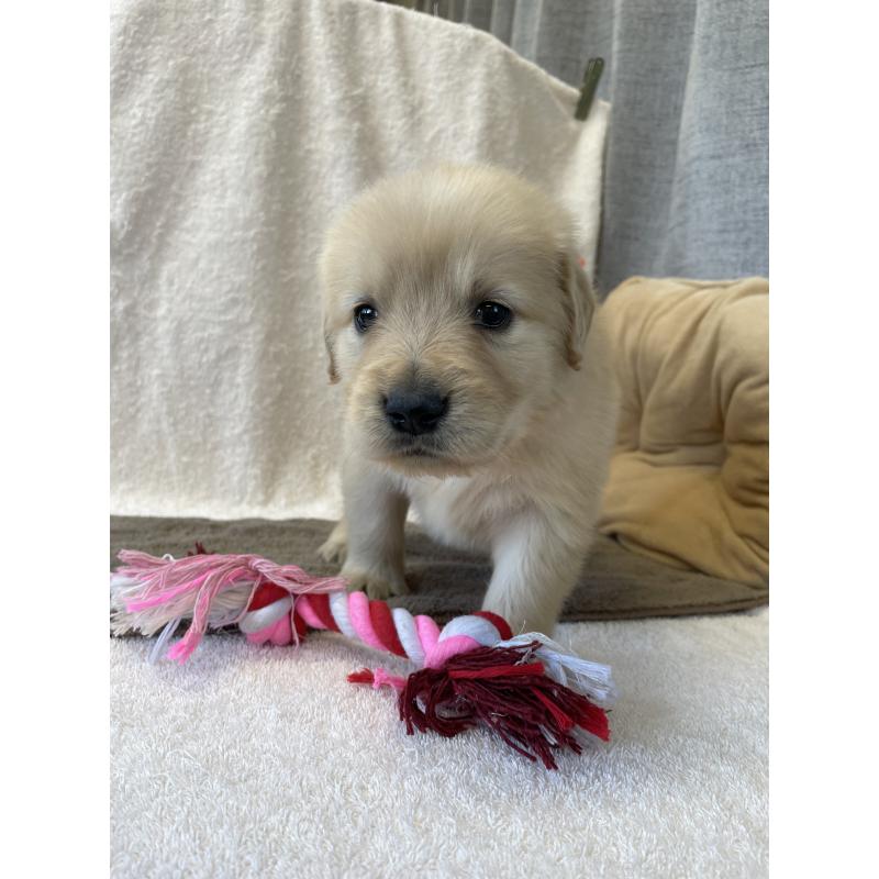 販売中の茨城県のゴールデンレトリーバー-433138の7枚目