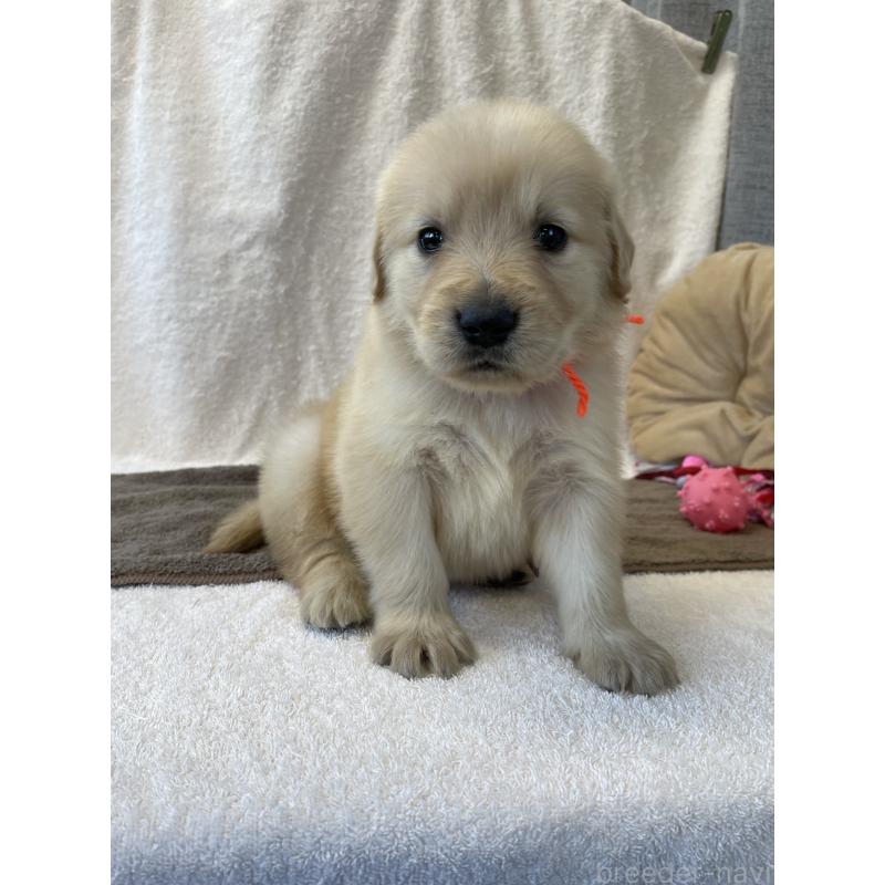 販売中の茨城県のゴールデンレトリーバー-433138の6枚目