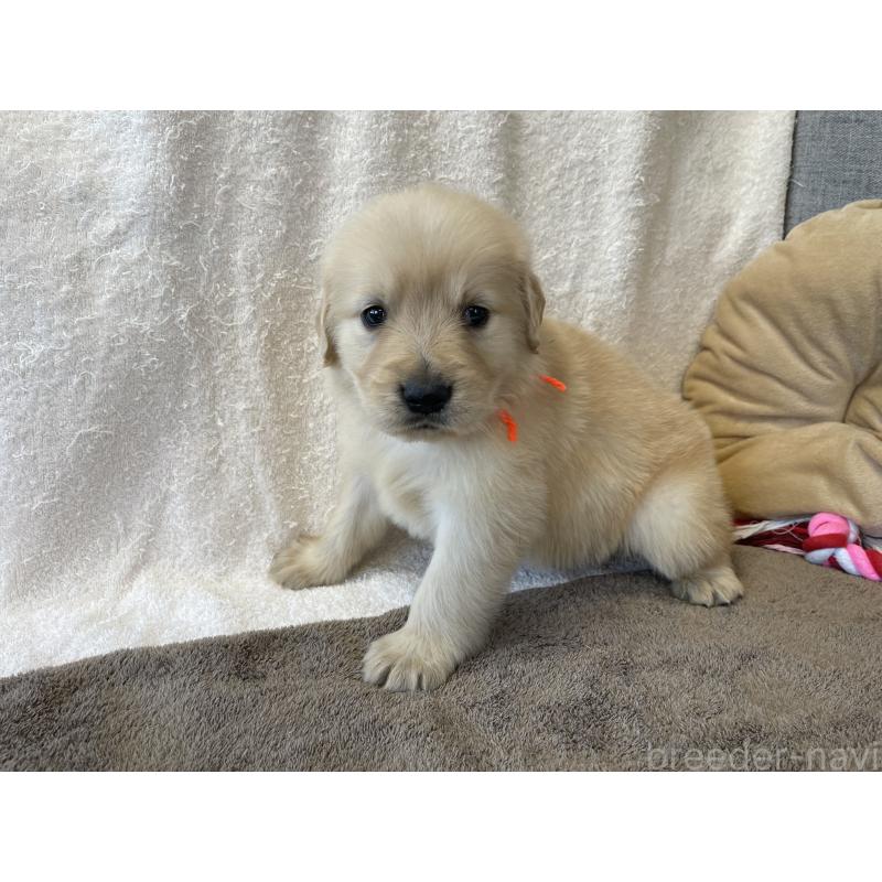 販売中の茨城県のゴールデンレトリーバー-433138の5枚目