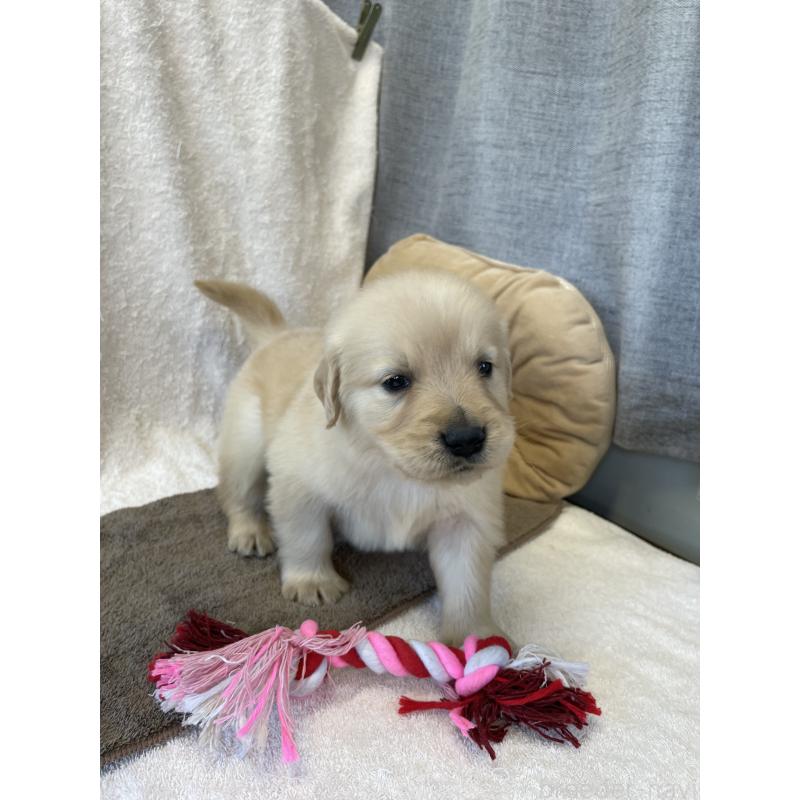 販売中の茨城県のゴールデンレトリーバー-433138の4枚目