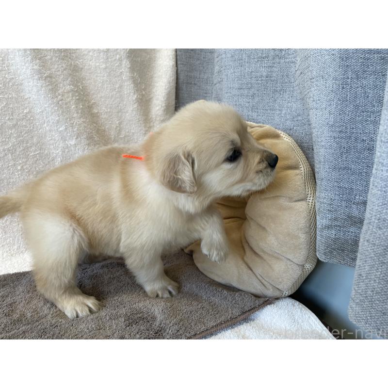 販売中の茨城県のゴールデンレトリーバー-433138の3枚目