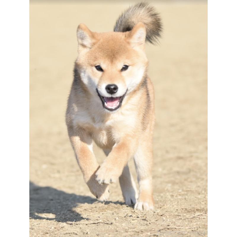 販売中の愛知県の柴犬-423953の4枚目