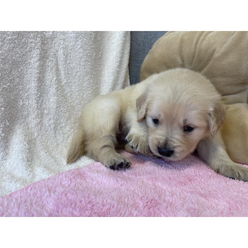 販売中の茨城県のゴールデンレトリーバー-433139の11枚目