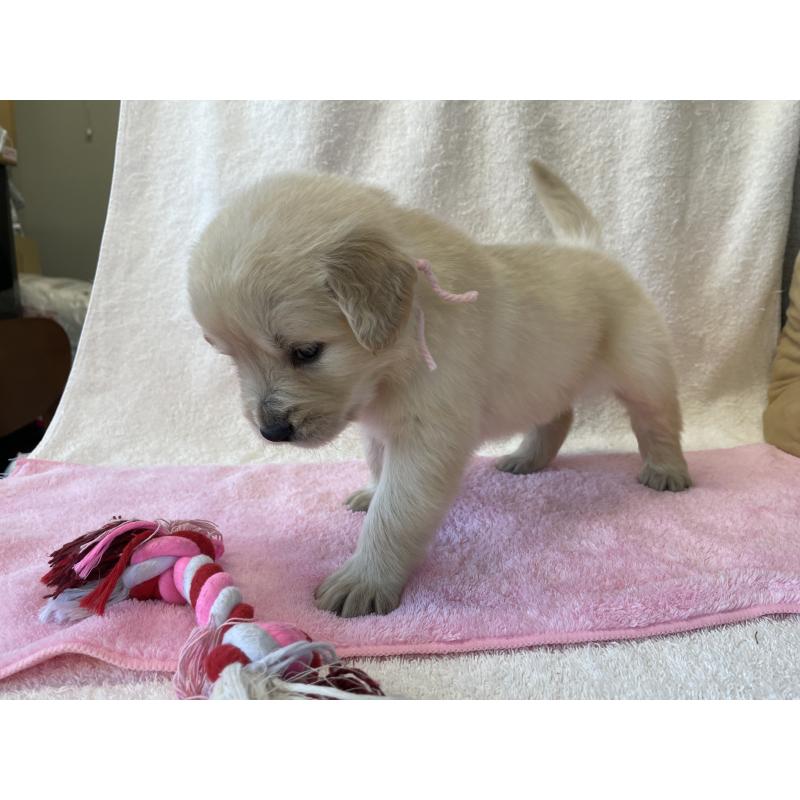 販売中の茨城県のゴールデンレトリーバー-433139の9枚目