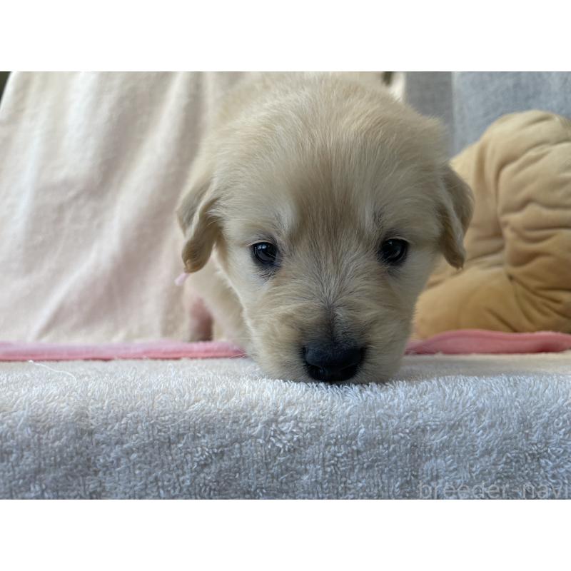 販売中の茨城県のゴールデンレトリーバー-433139の8枚目