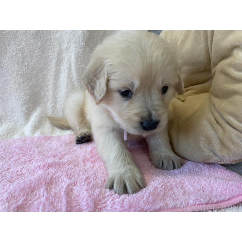 販売中の茨城県のゴールデンレトリーバー-433139の6枚目