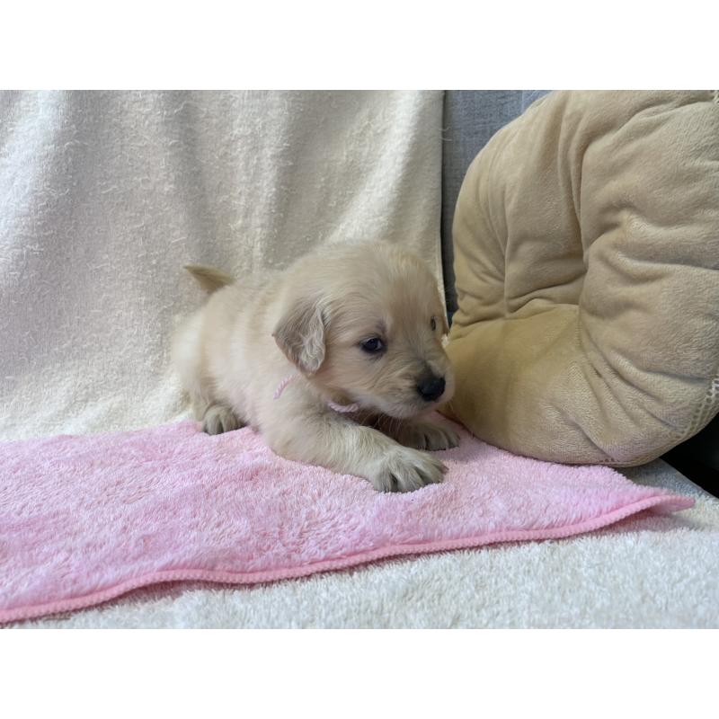 販売中の茨城県のゴールデンレトリーバー-433139の5枚目