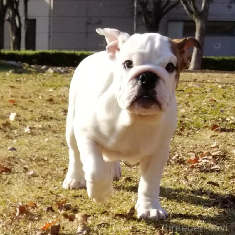 販売中ののブルドッグ-424670