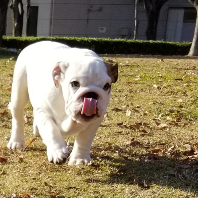 販売中の京都府のブルドッグ-424670の7枚目