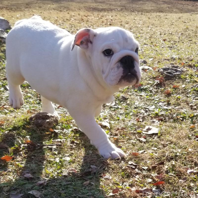 販売中の京都府のブルドッグ-424670の6枚目