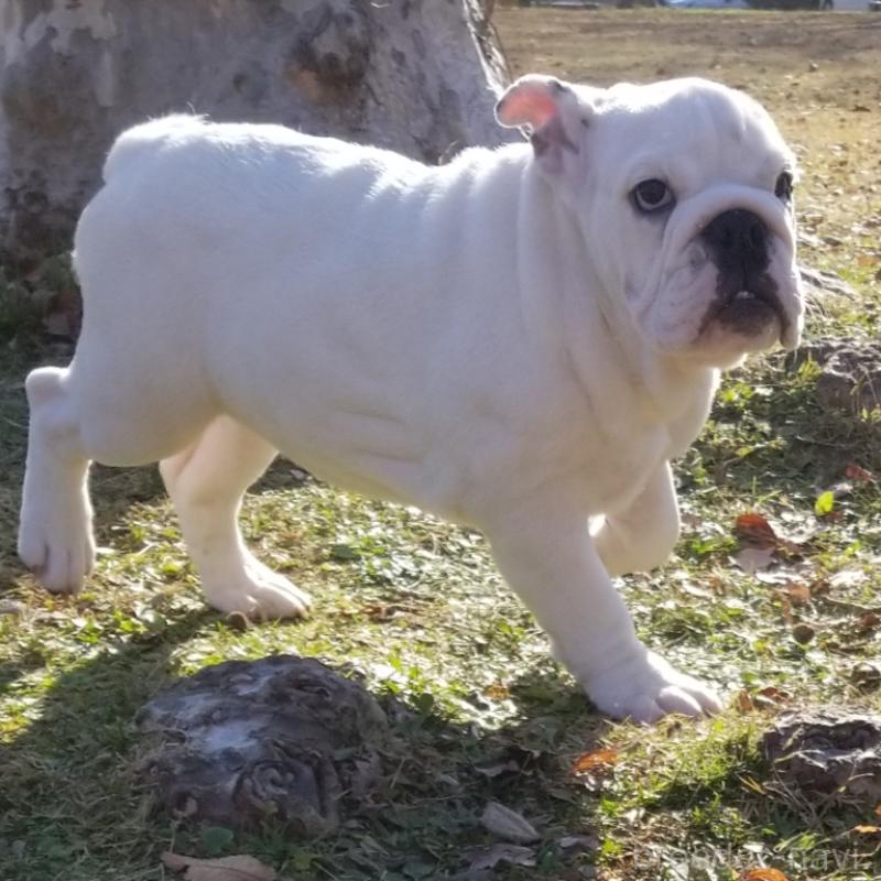 販売中の京都府のブルドッグ-424670の5枚目