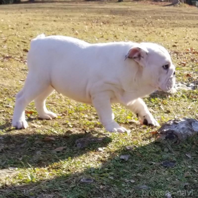 販売中の京都府のブルドッグ-424670の4枚目