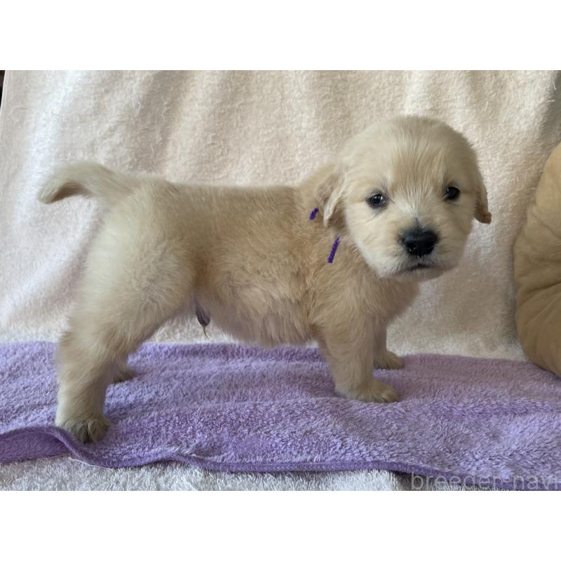 販売中の茨城県のゴールデンレトリーバー-433140の9枚目