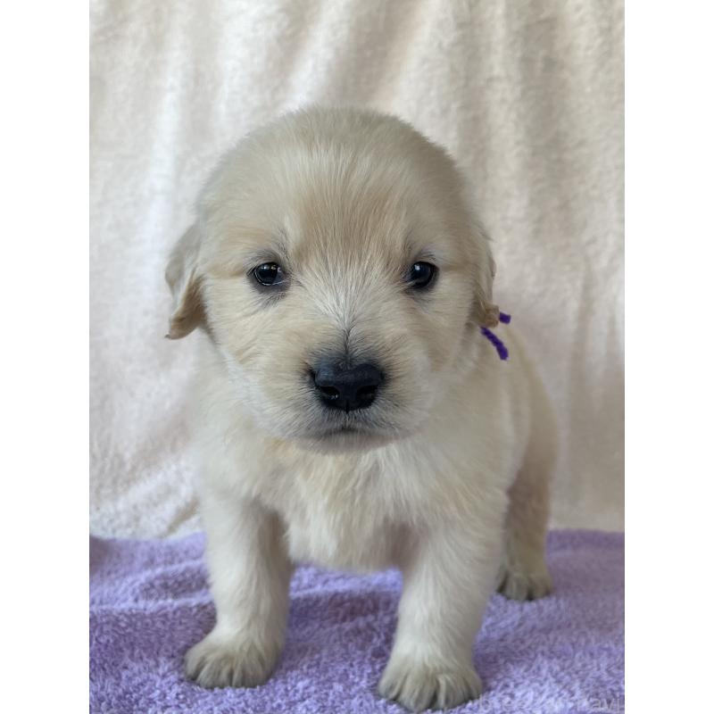 販売中の茨城県のゴールデンレトリーバー-433140の8枚目