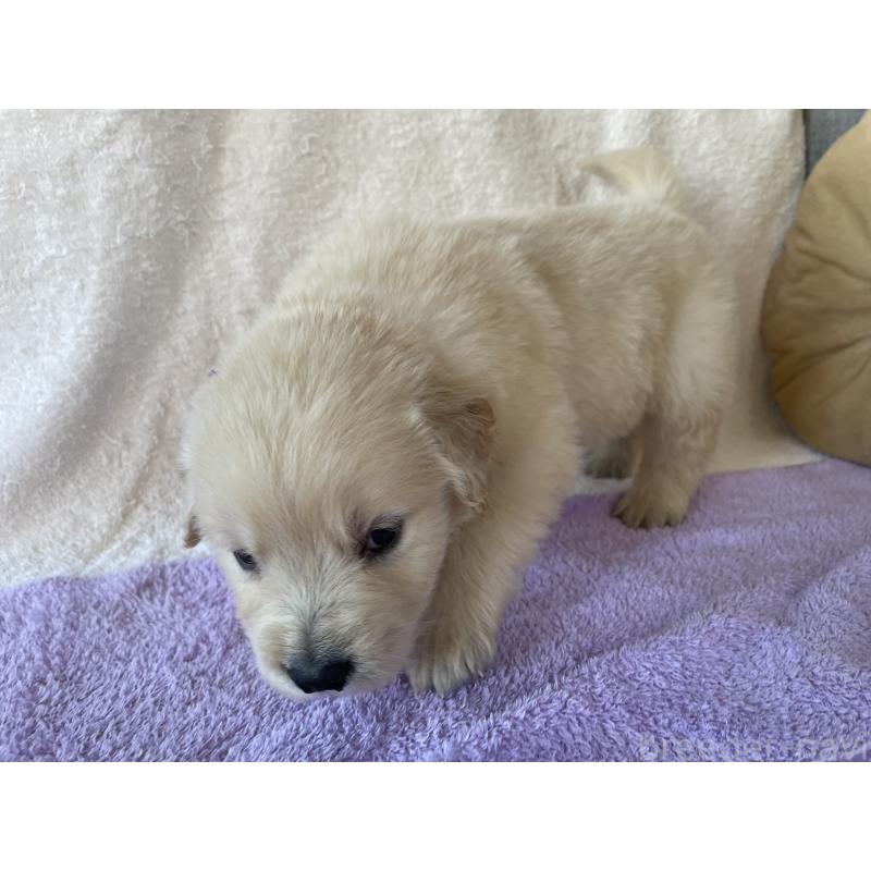 販売中の茨城県のゴールデンレトリーバー-433140の7枚目