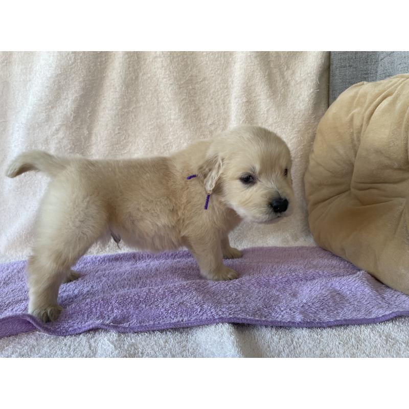 販売中の茨城県のゴールデンレトリーバー-433140の6枚目