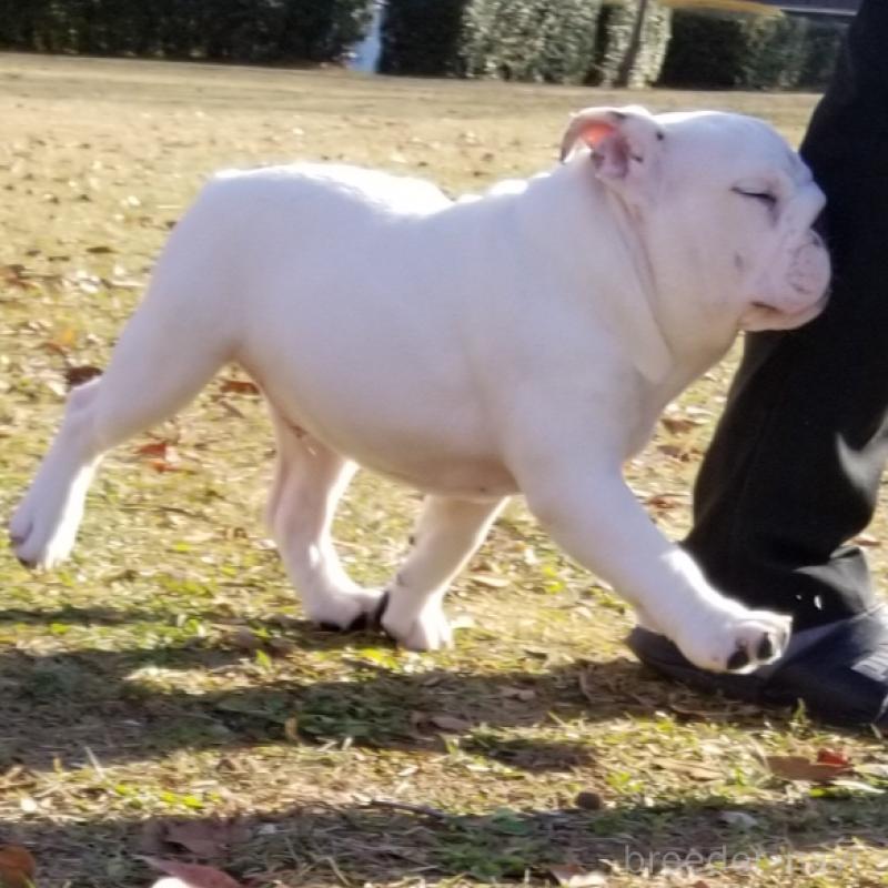 販売中の京都府のブルドッグ-424670の3枚目