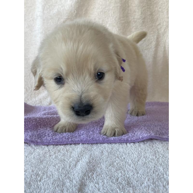 販売中の茨城県のゴールデンレトリーバー-433140の5枚目