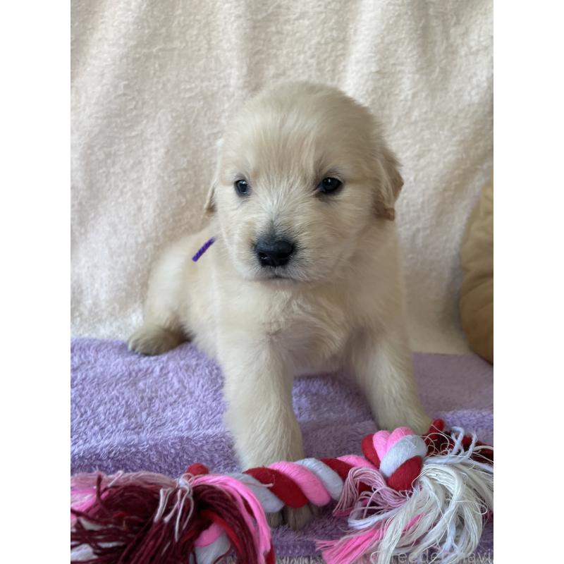 販売中の茨城県のゴールデンレトリーバー-433140の4枚目