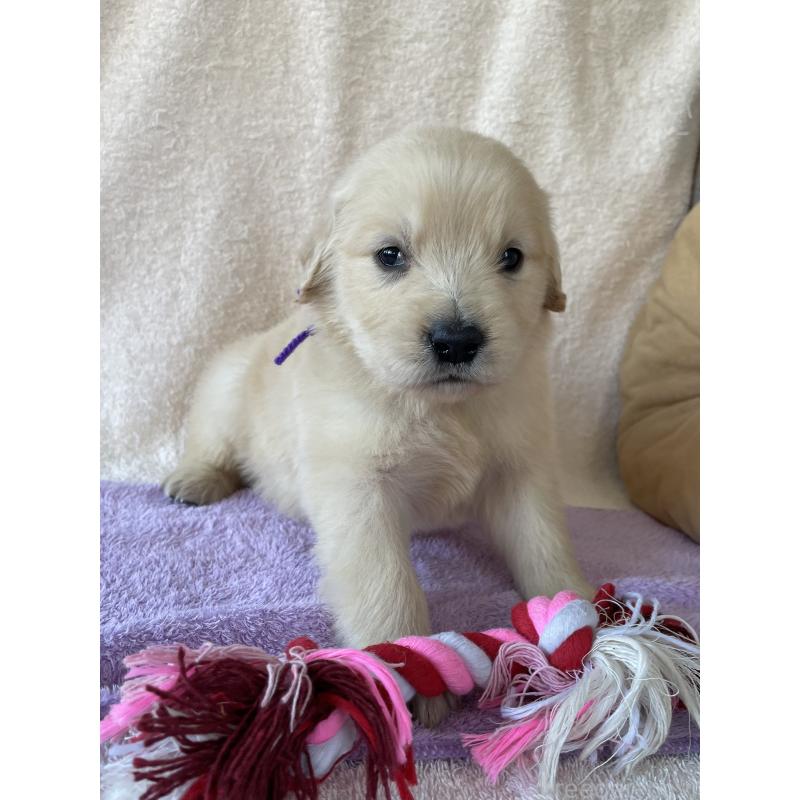 販売中の茨城県のゴールデンレトリーバー-433140の3枚目