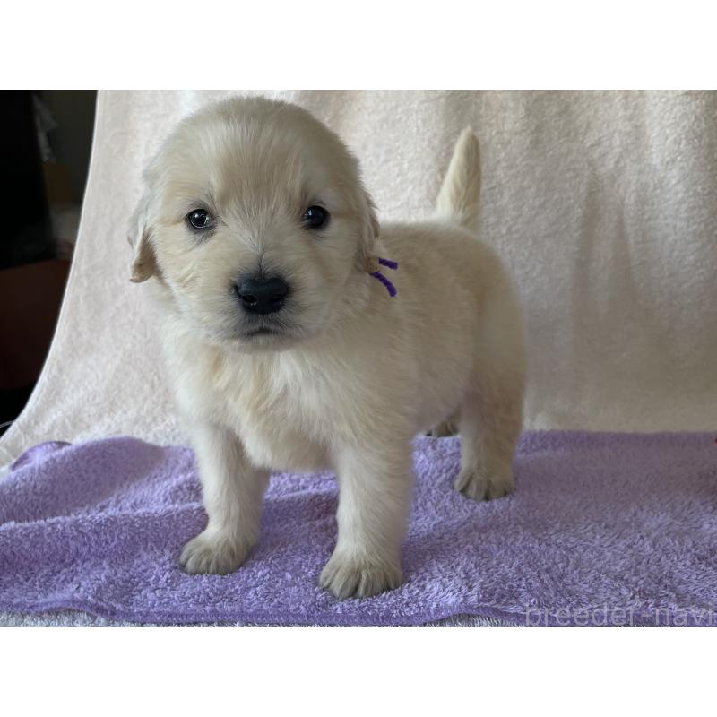 販売中の茨城県のゴールデンレトリーバー-433140の2枚目