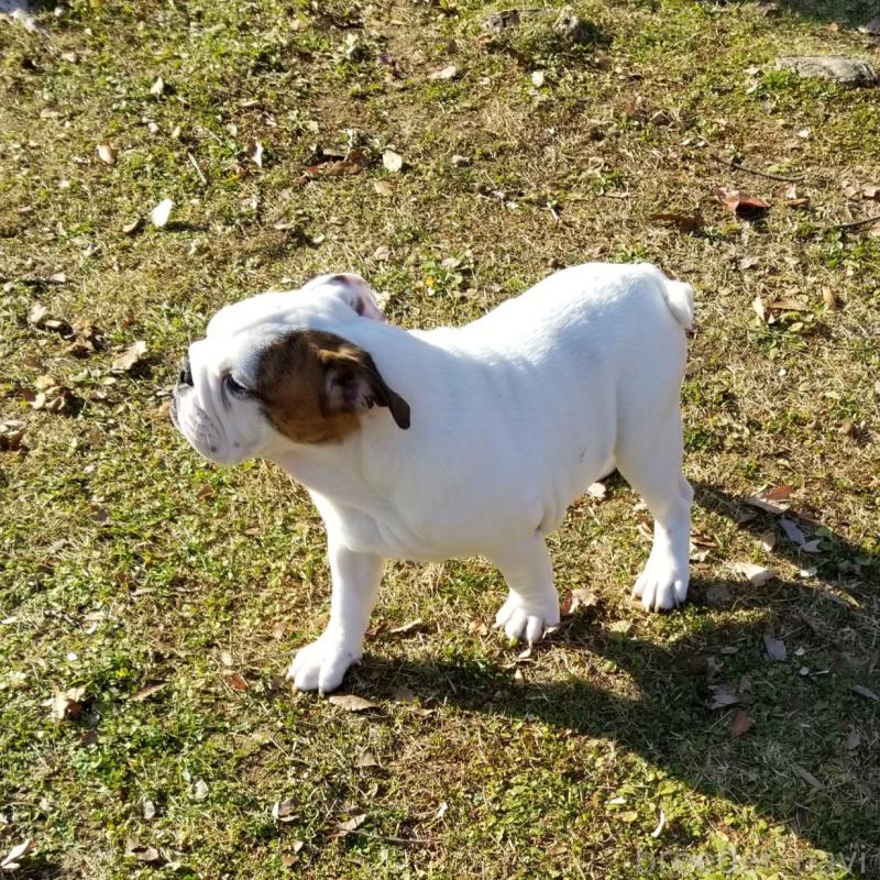 販売中の京都府のブルドッグ-424670の2枚目