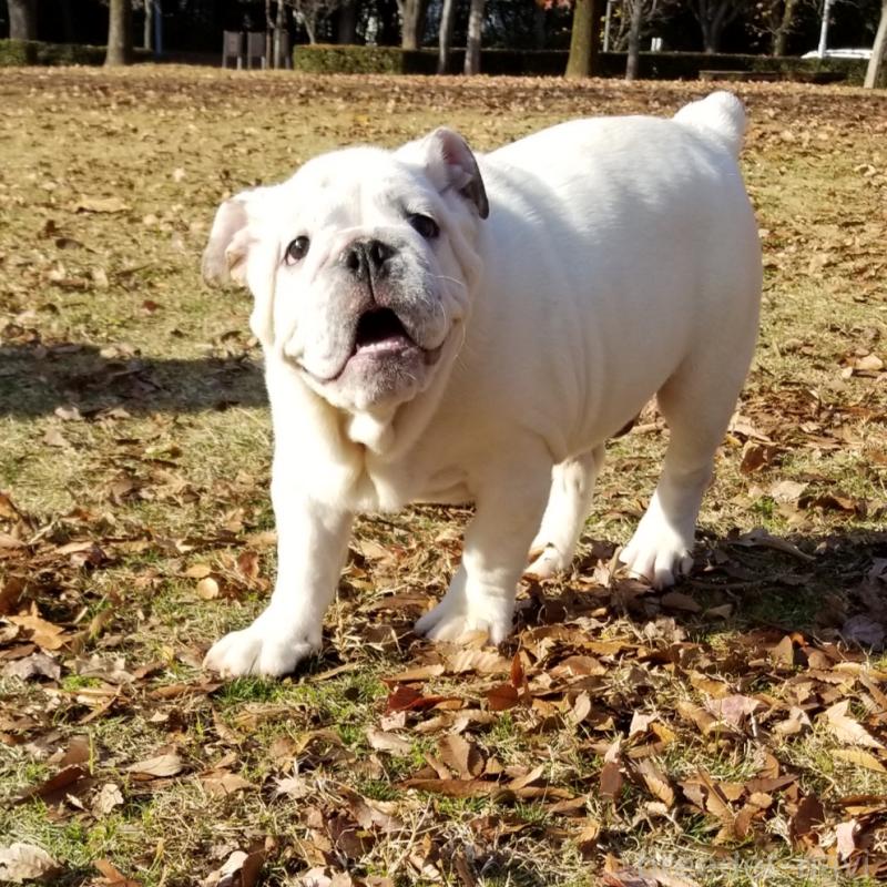 販売中の京都府のブルドッグ-424660