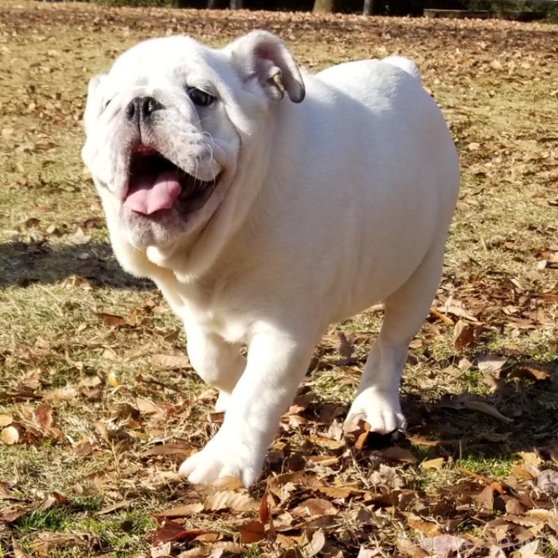 販売中の京都府のブルドッグ-424660の9枚目