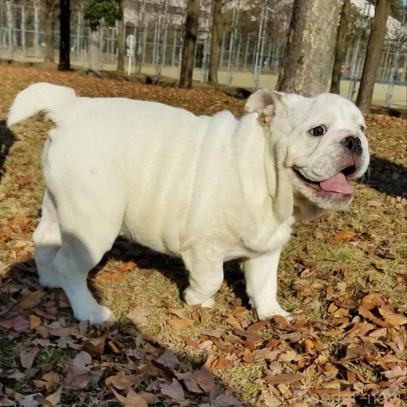 販売中の京都府のブルドッグ-424660の8枚目