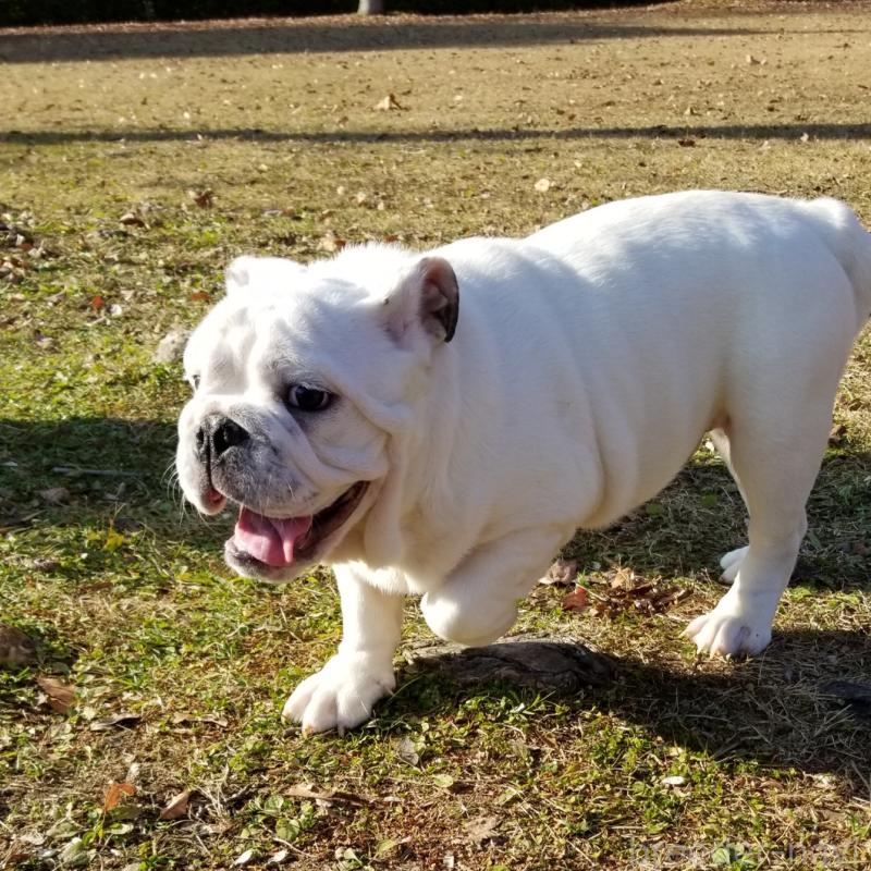 販売中の京都府のブルドッグ-424660の6枚目