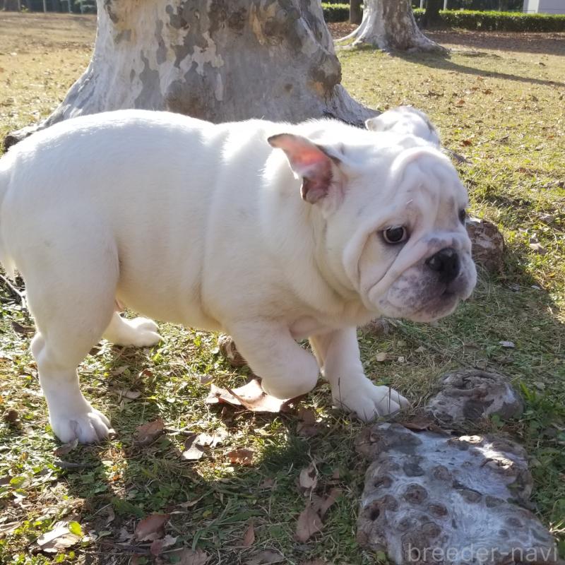 販売中の京都府のブルドッグ-424660の5枚目