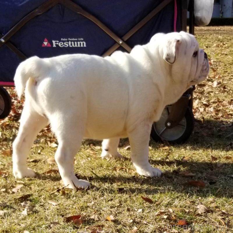 販売中の京都府のブルドッグ-424660の4枚目