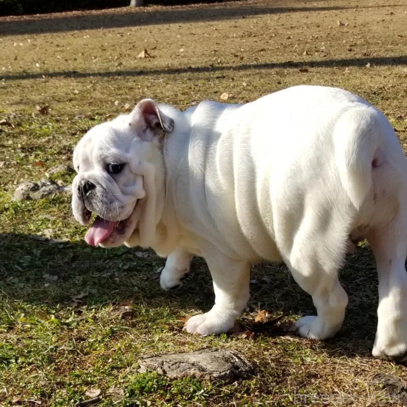 販売中の京都府のブルドッグ-424660の3枚目