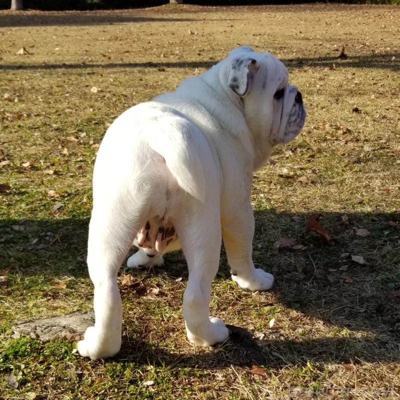 販売中の京都府のブルドッグ-424660の2枚目