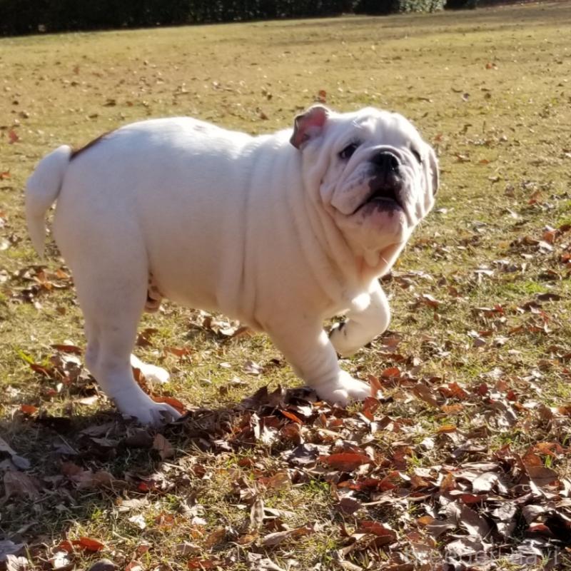 販売中の京都府のブルドッグ-424658