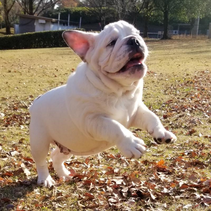 販売中の京都府のブルドッグ-424658の8枚目