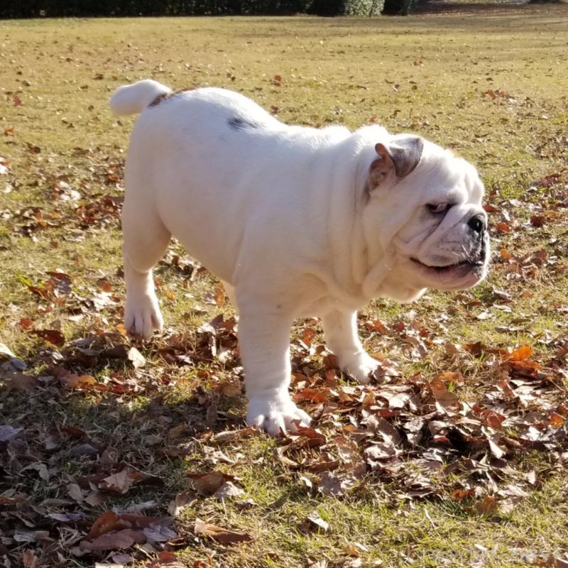 販売中の京都府のブルドッグ-424658の7枚目