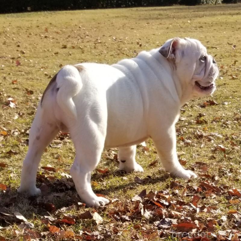 販売中の京都府のブルドッグ-424658の6枚目