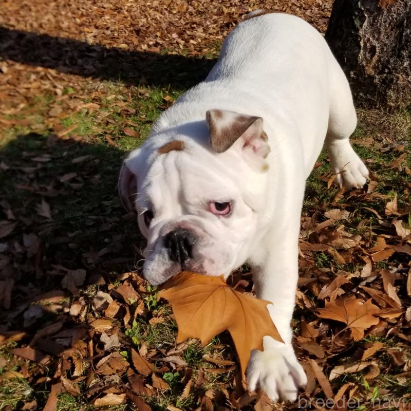 販売中の京都府のブルドッグ-424658の5枚目