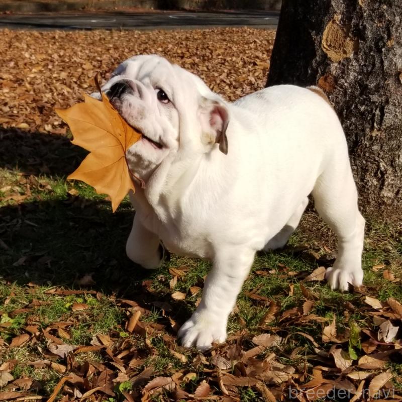 販売中の京都府のブルドッグ-424658の4枚目