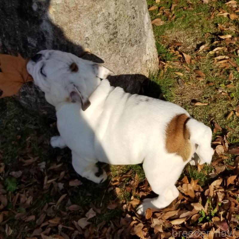 販売中の京都府のブルドッグ-424658の3枚目