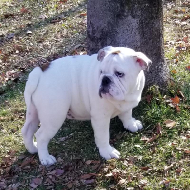 販売中の京都府のブルドッグ-424658の2枚目