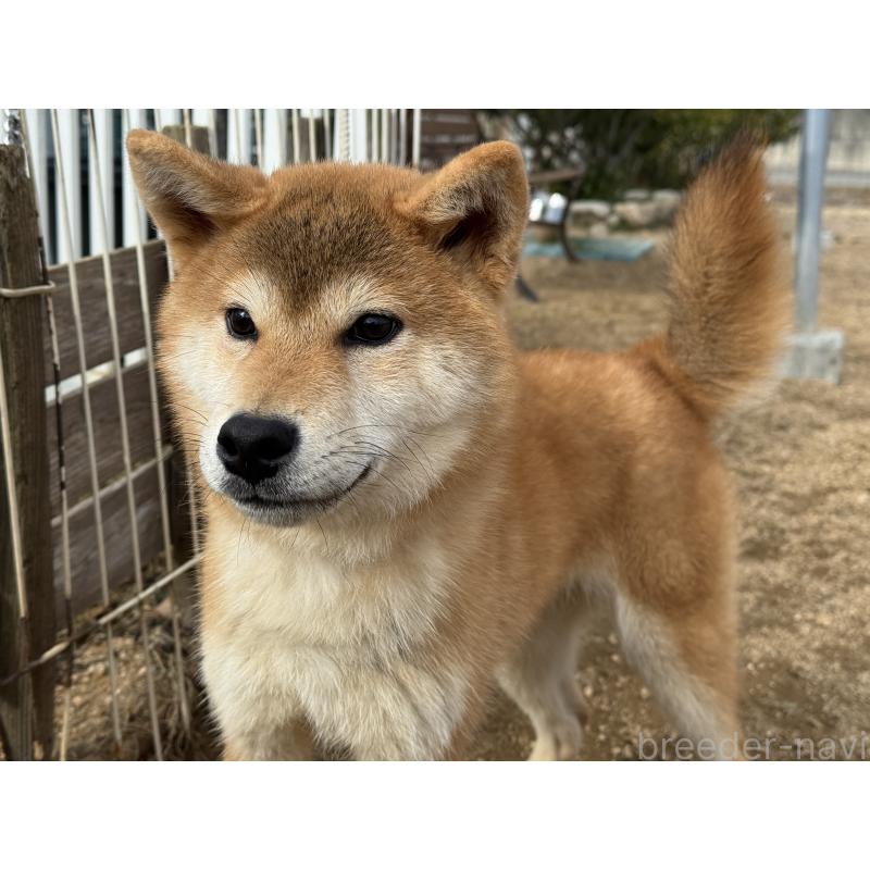 販売中の岡山県の柴犬-403108の2枚目