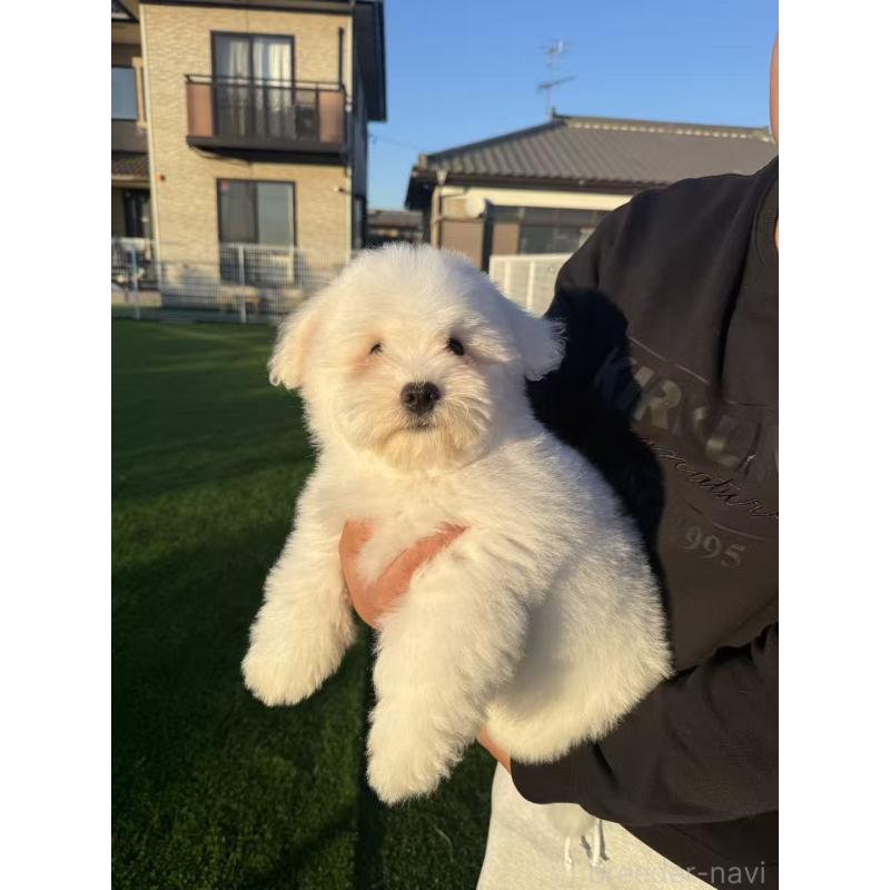 販売中の埼玉県のその他の犬種-433142の7枚目