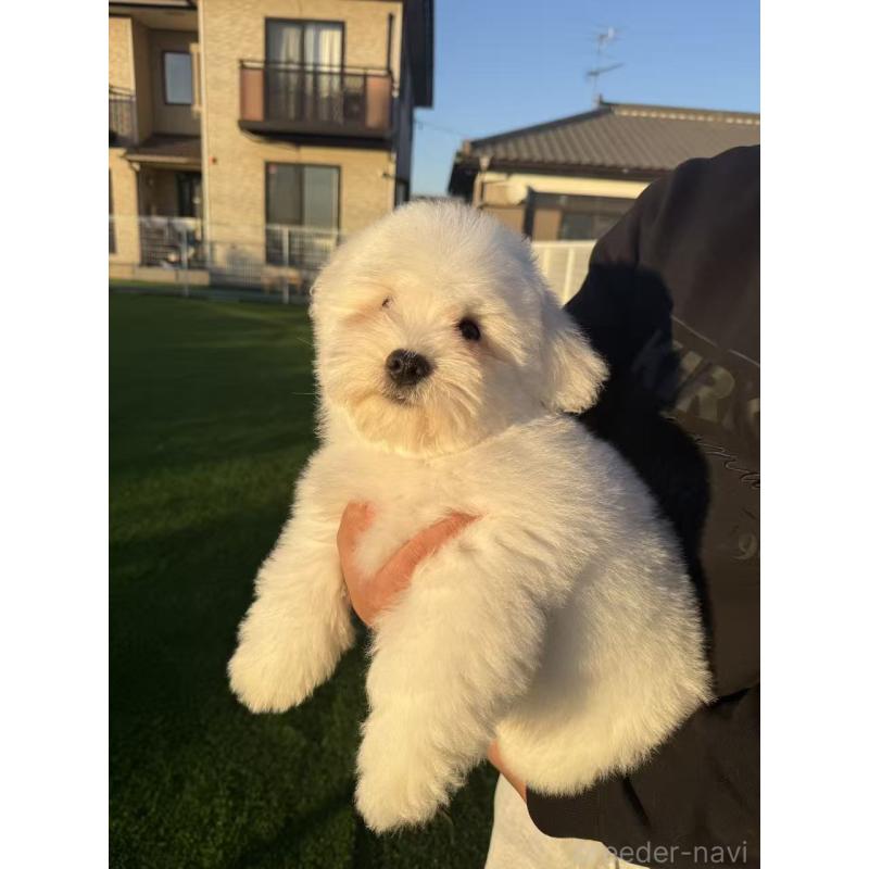 販売中の埼玉県のその他の犬種-433142の6枚目