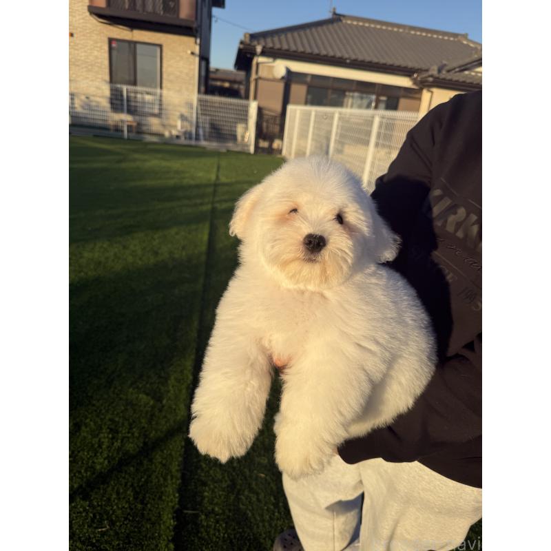 販売中の埼玉県のその他の犬種-433142の5枚目