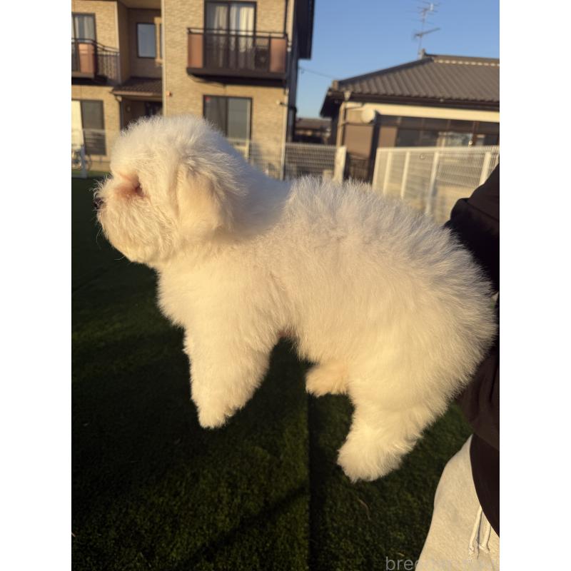 販売中の埼玉県のその他の犬種-433142の4枚目