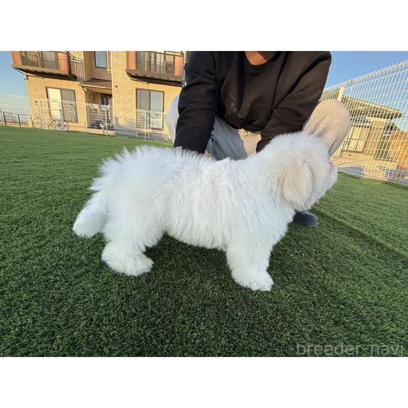 販売中の埼玉県のその他の犬種-433142の3枚目