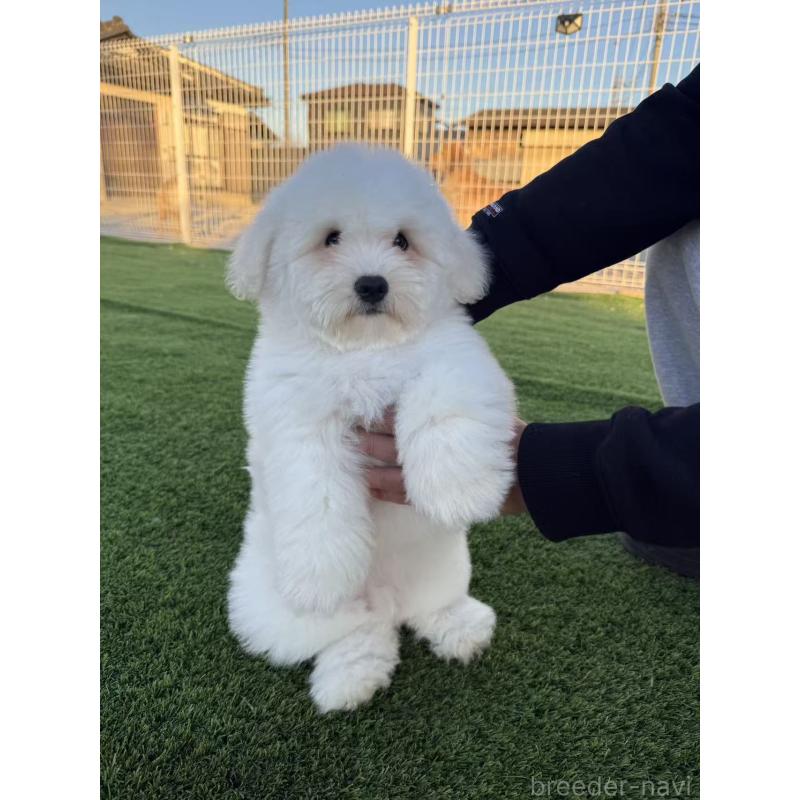 販売中の埼玉県のその他の犬種-433142の2枚目