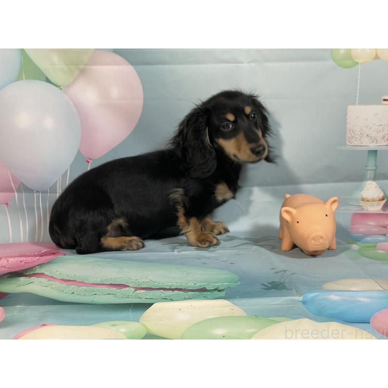 販売中の埼玉県のミニチュアダックスフンド(ロングヘアード)-420129の5枚目